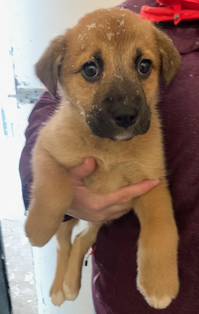 Enlarge Purdy, a ADOPTABLE mixed breed in wetaskiwin, AB image 1/1