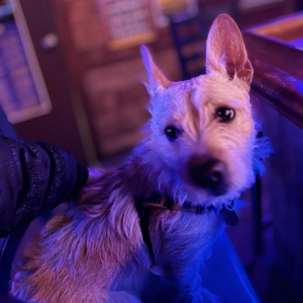 Lilly, a Adoptable mixed breed in New Orleans, LA image 1/2