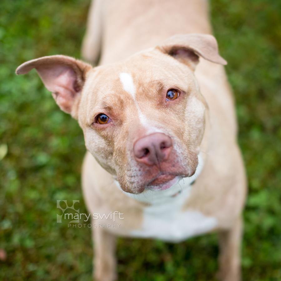 Enlarge Brenda, a Adoptable mixed breed in Reisterstown, MD image 2/5