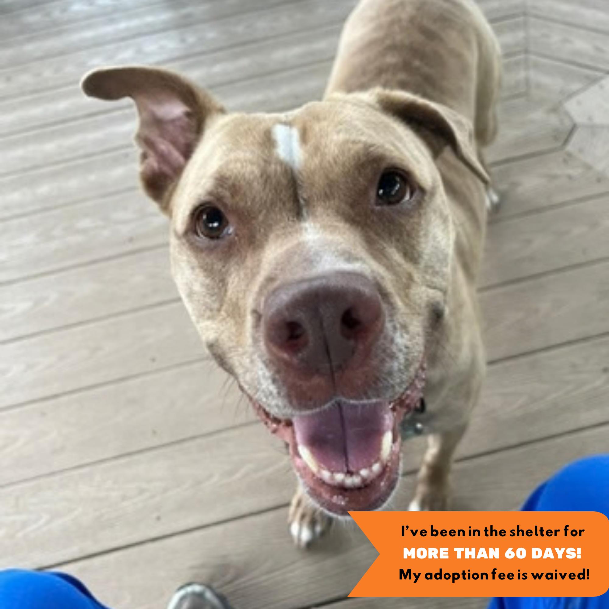 Brenda, Adoptable, Adult Female Pit Bull Terrier.