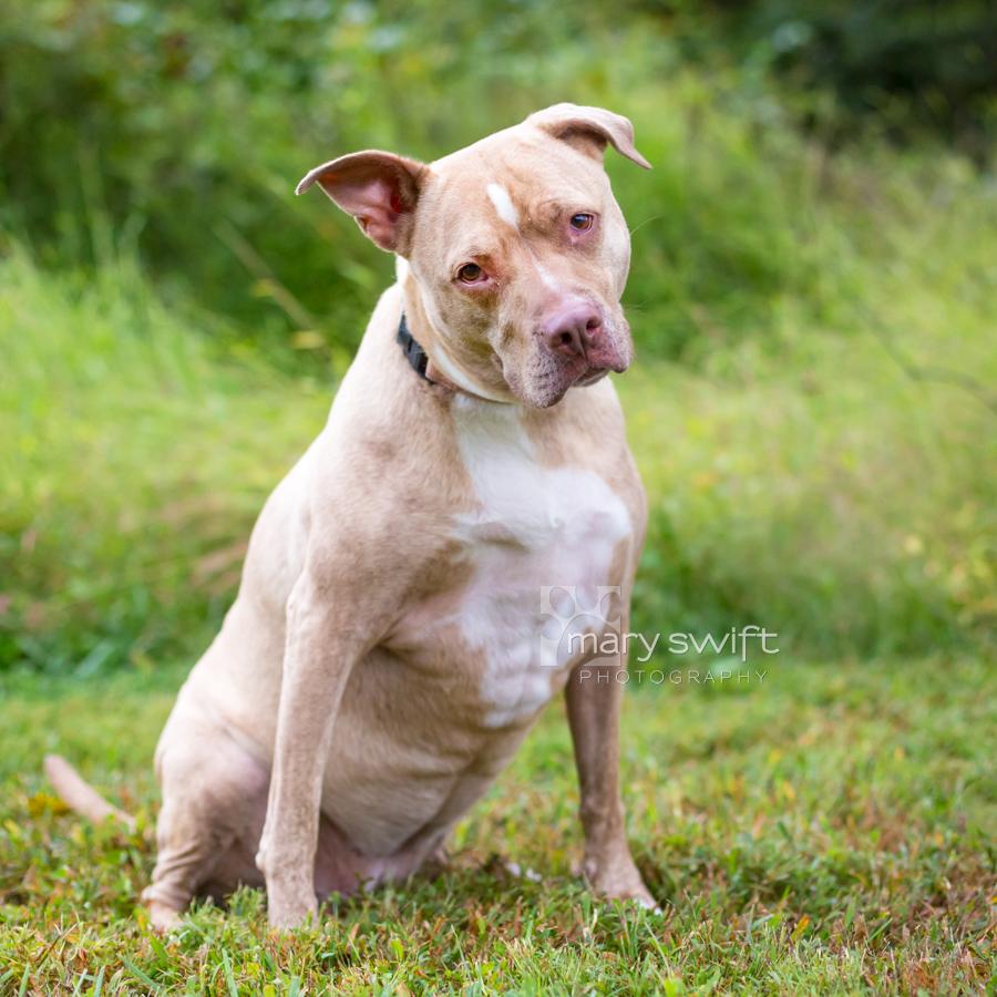 Enlarge Brenda, a Adoptable mixed breed in Reisterstown, MD image 3/5