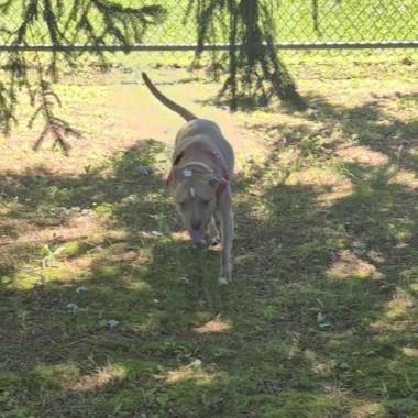 Brenda, a ADOPTABLE mixed breed in Reisterstown, MD image 2/2