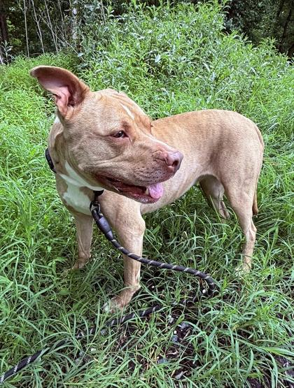 Brenda, ADOPTABLE, Adult Female Pit Bull Terrier.