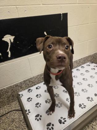 Enlarge Lola, a Adoptable mixed breed in Detroit, MI image 1/3