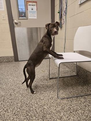 Enlarge Lola, a Adoptable mixed breed in Detroit, MI image 2/3