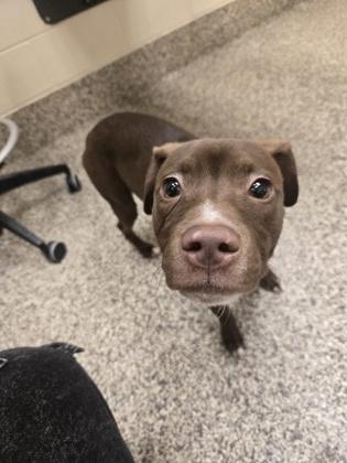 Enlarge Lola, a Adoptable mixed breed in Detroit, MI image 3/3