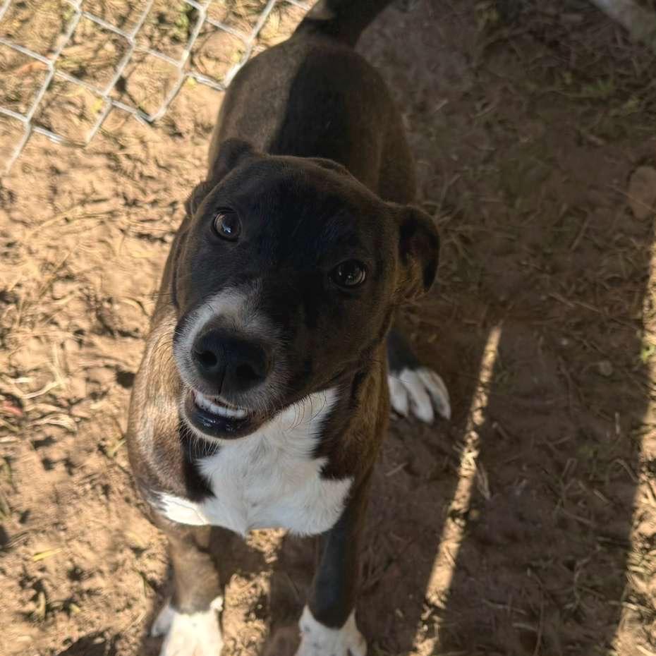 Comet, Adoptable, Young Female Labrador Retriever & Mixed Breed.