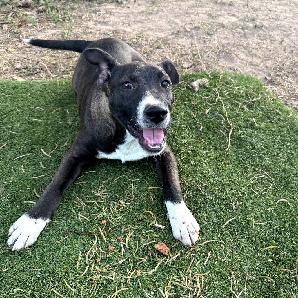 Enlarge Comet, a Adoptable mixed breed in Laredo, TX image 2/2