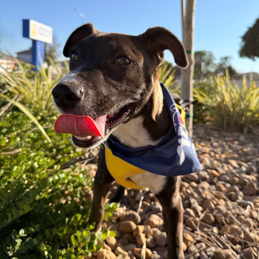 Comet, Adoptable, Young Female Labrador Retriever & Mixed Breed.