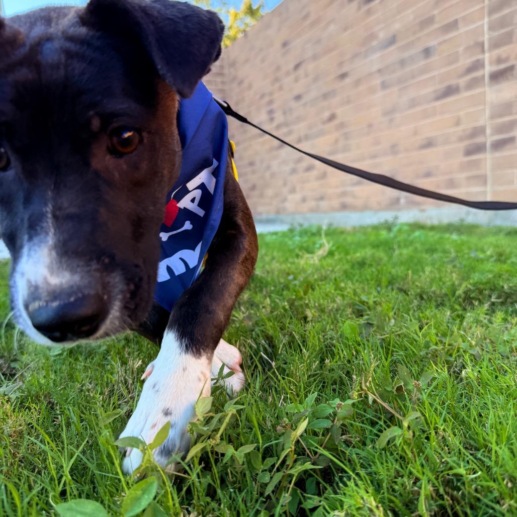 Enlarge Comet, a Adoptable mixed breed in Laredo, TX image 3/6