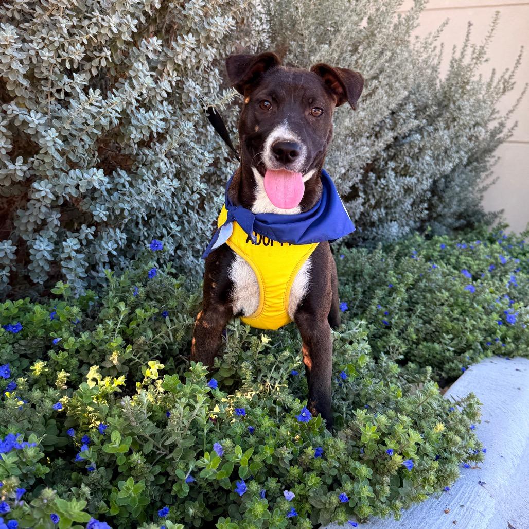 Enlarge Comet, a Adoptable mixed breed in Laredo, TX image 6/6