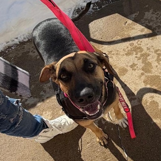 Enlarge Denali, a Adoptable mixed breed in Weymouth, MA image 5/6