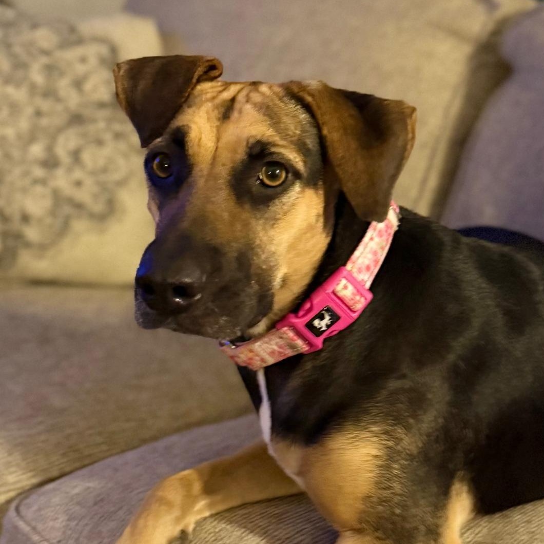 Enlarge Denali, a Adoptable mixed breed in Weymouth, MA image 4/6
