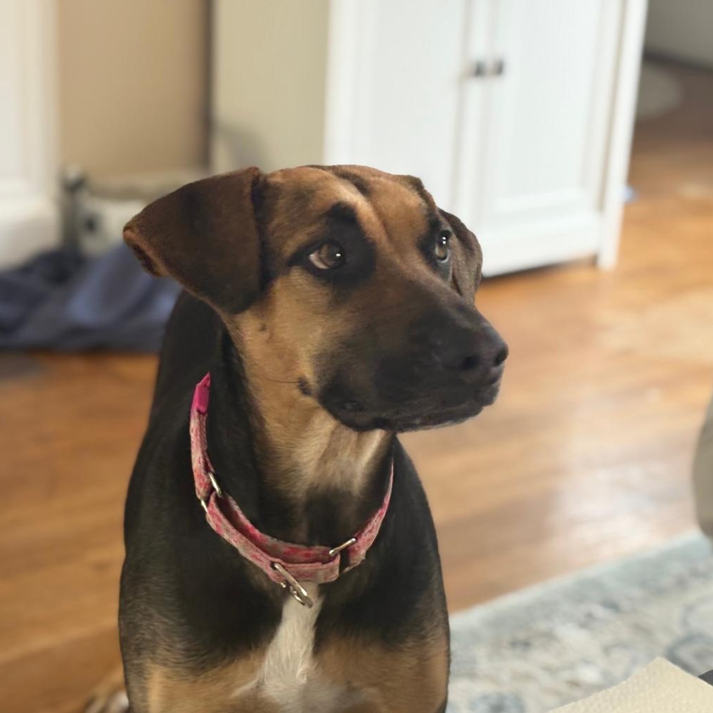 Enlarge Denali, a Adoptable mixed breed in Weymouth, MA image 6/6