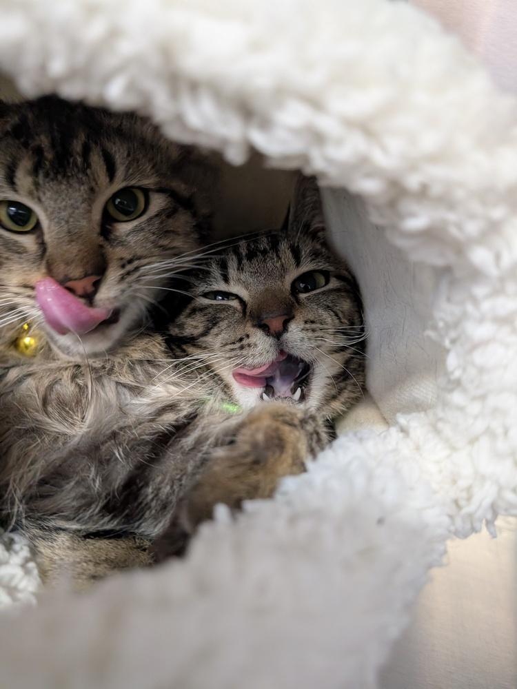 Stuart, Adoptable, Young Male Tabby.