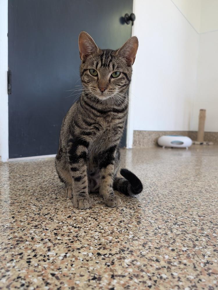 Enlarge Stuart, a Adoptable Tabby in Oakdale, CA image 2/3