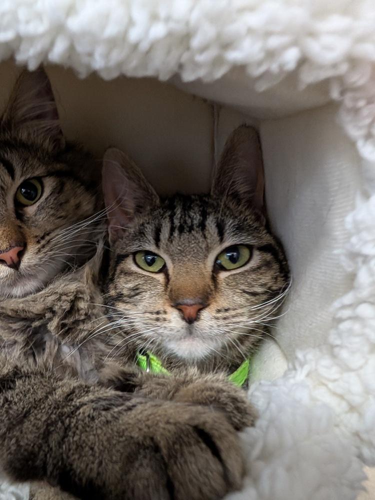 Stuart, a Adoptable Tabby in Oakdale, CA image 2/2