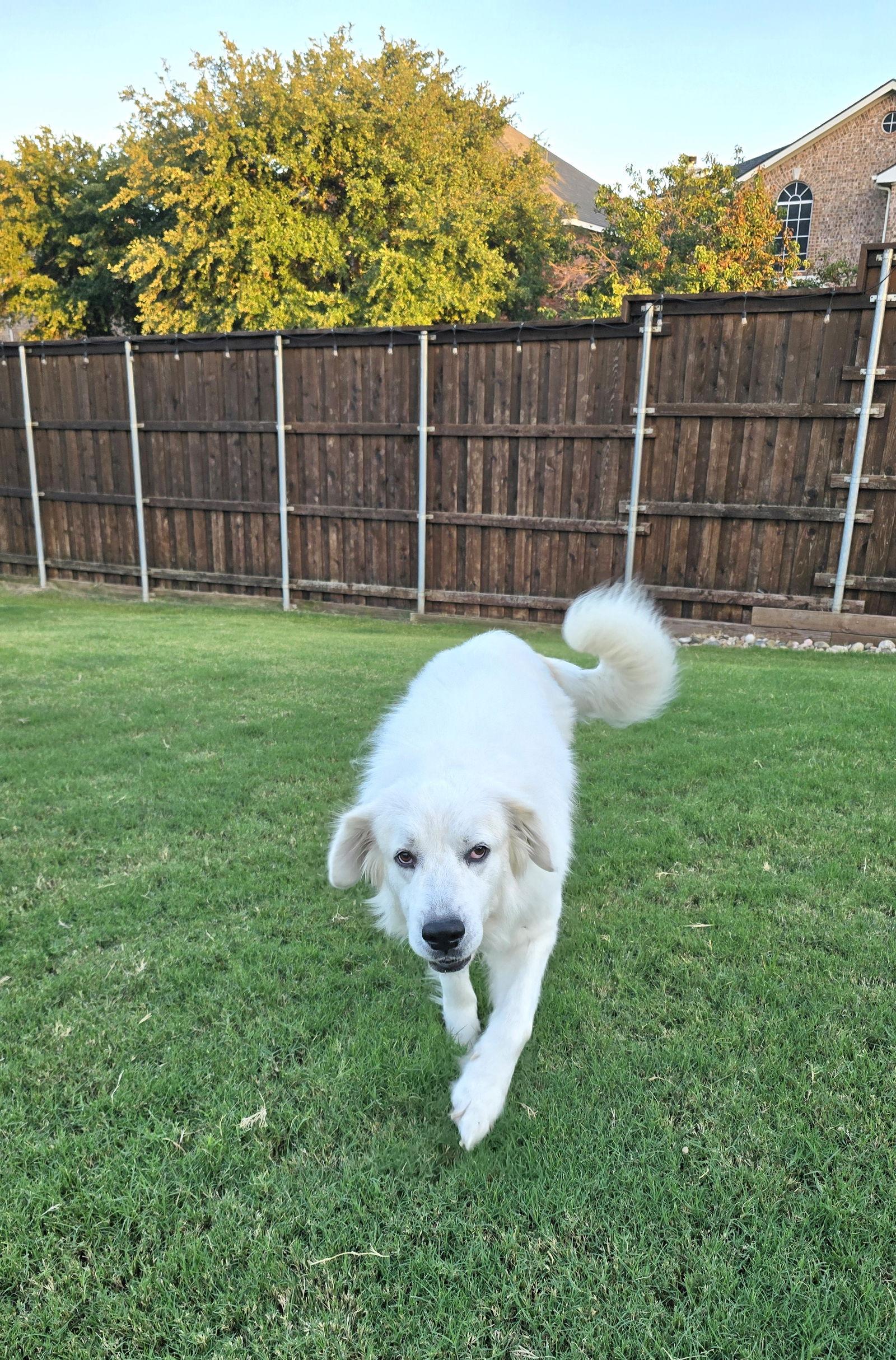 Pricilla, a Adopted Great Pyrenees in Spring, TX image 1/4