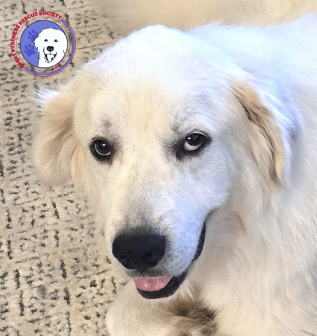 Pricilla, a Adopted Great Pyrenees in Spring, TX image 2/4
