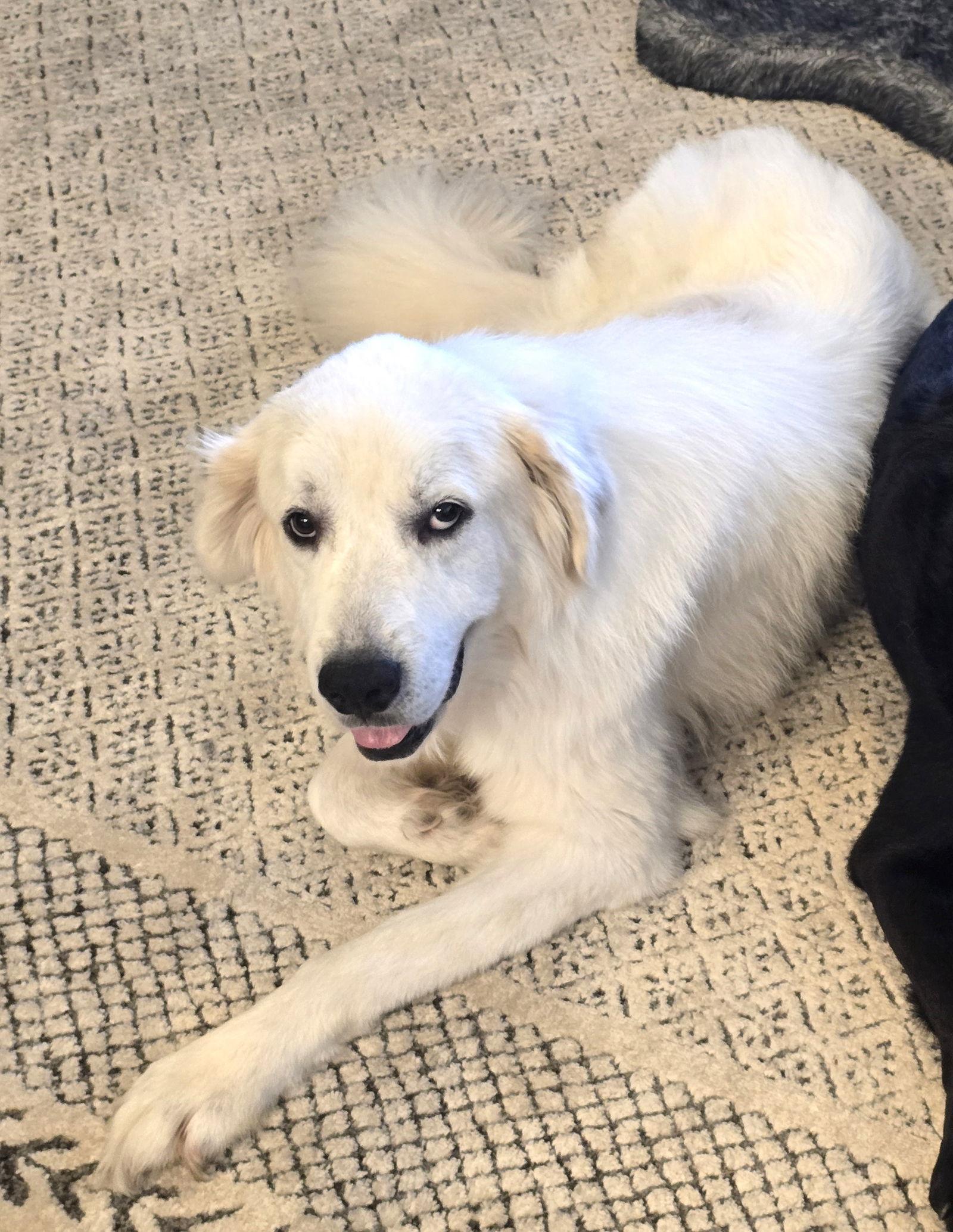 Pricilla, a Adopted Great Pyrenees in Spring, TX image 3/4