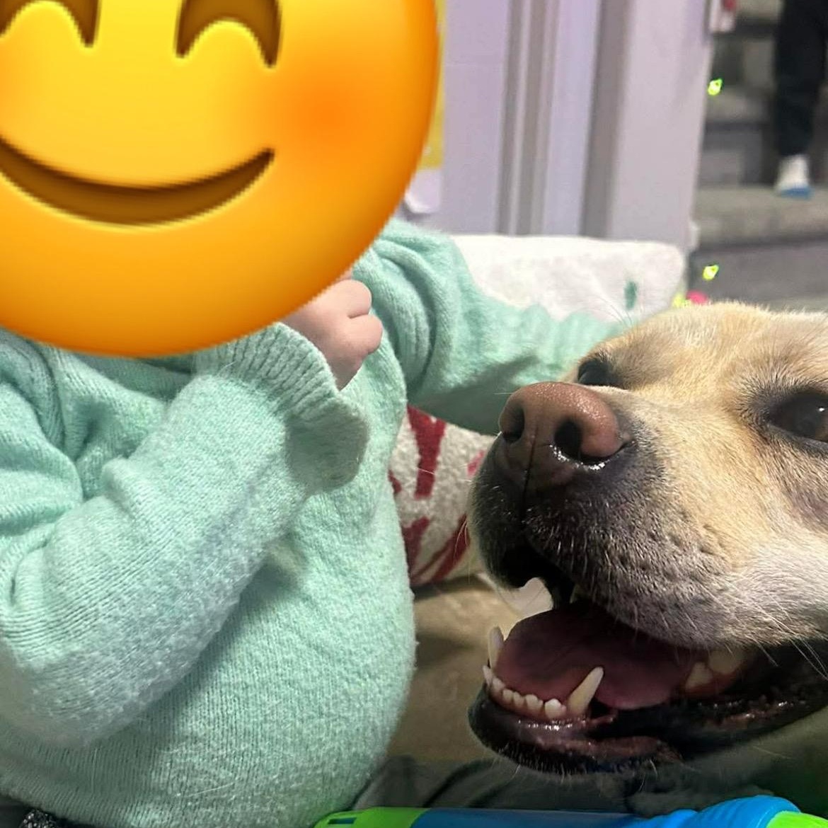 Zoey, Adoptable, Adult Female Yellow Labrador Retriever.
