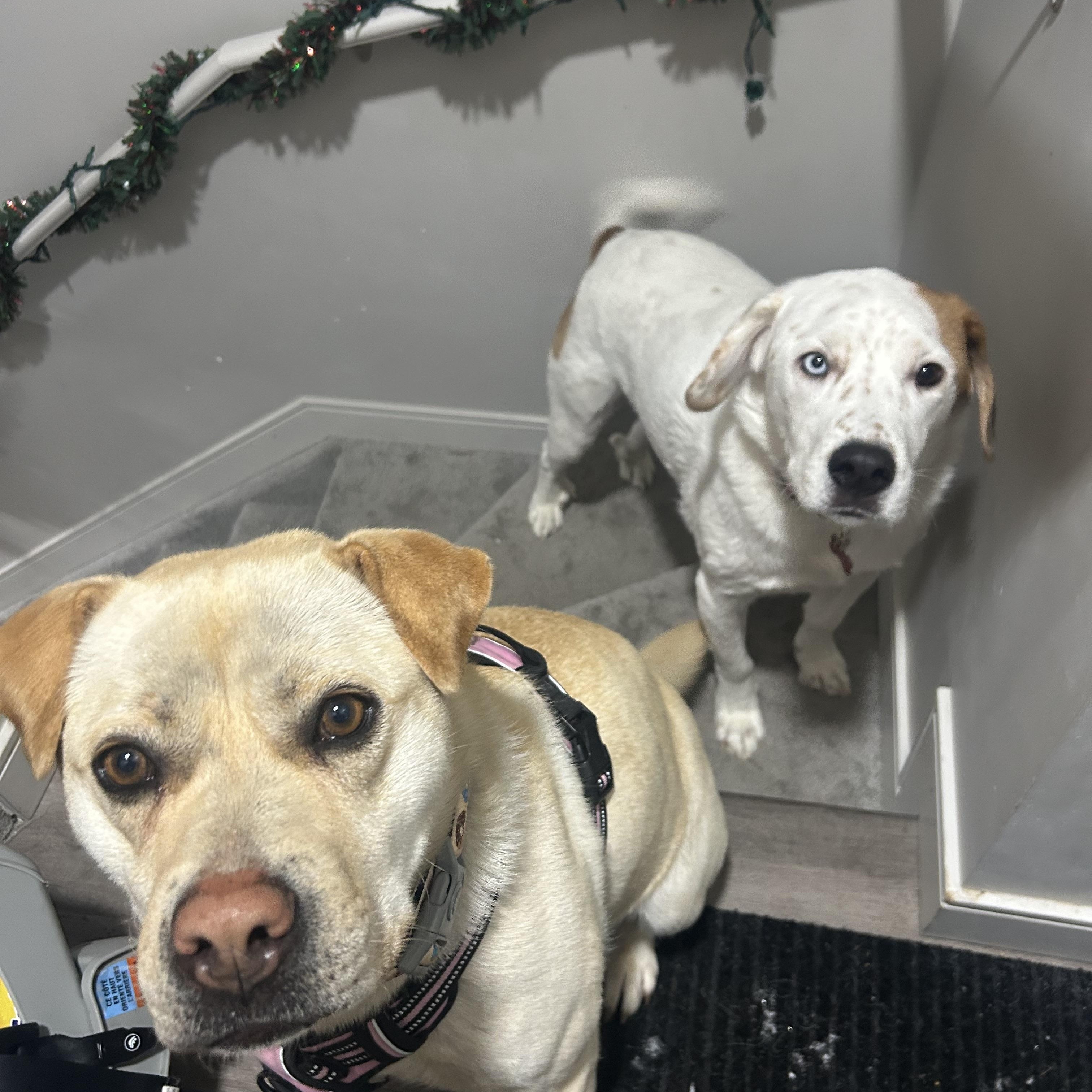 Zoey, a Adoptable mixed breed in Edmonton, AB image 5/6