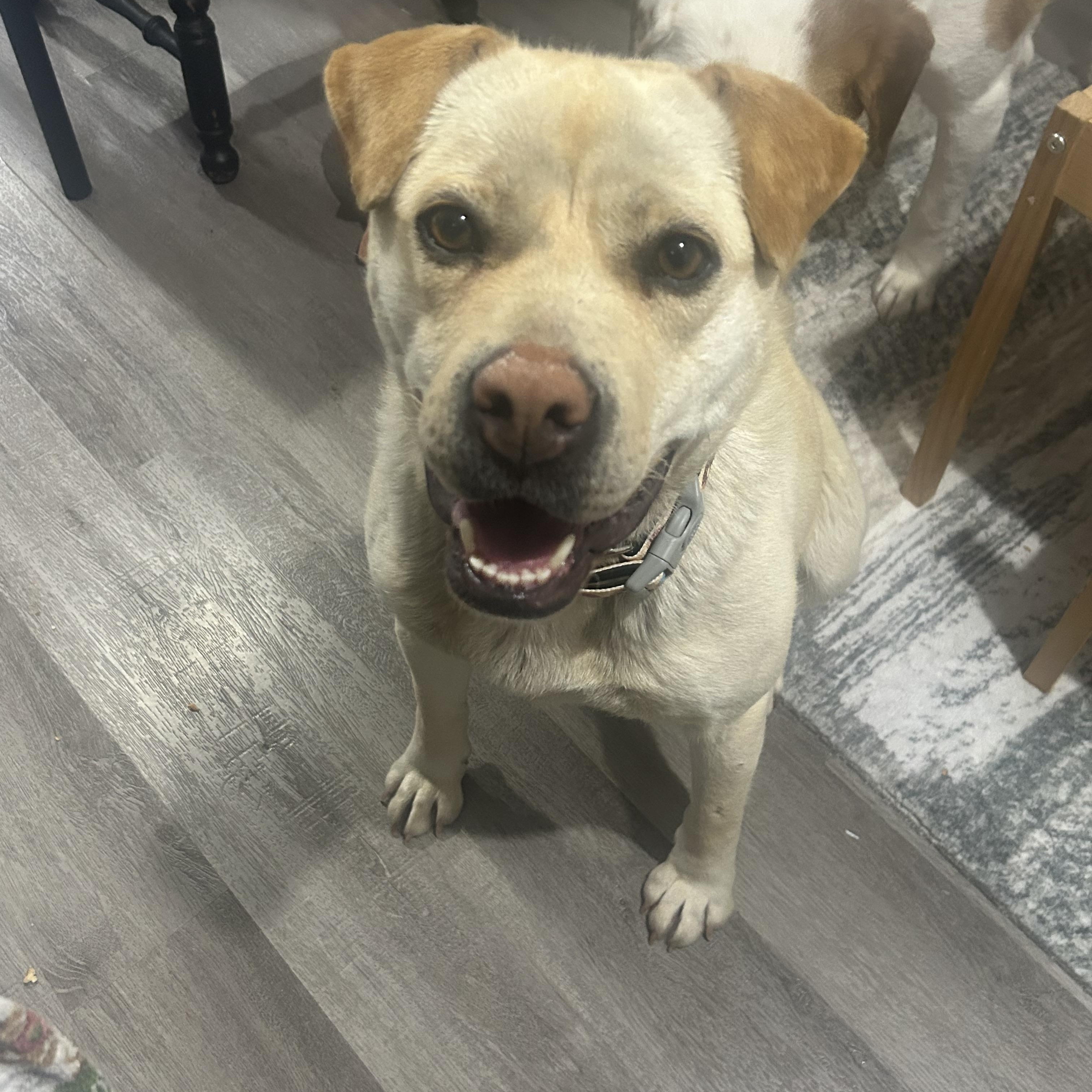 Zoey, a Adoptable mixed breed in Edmonton, AB image 2/6