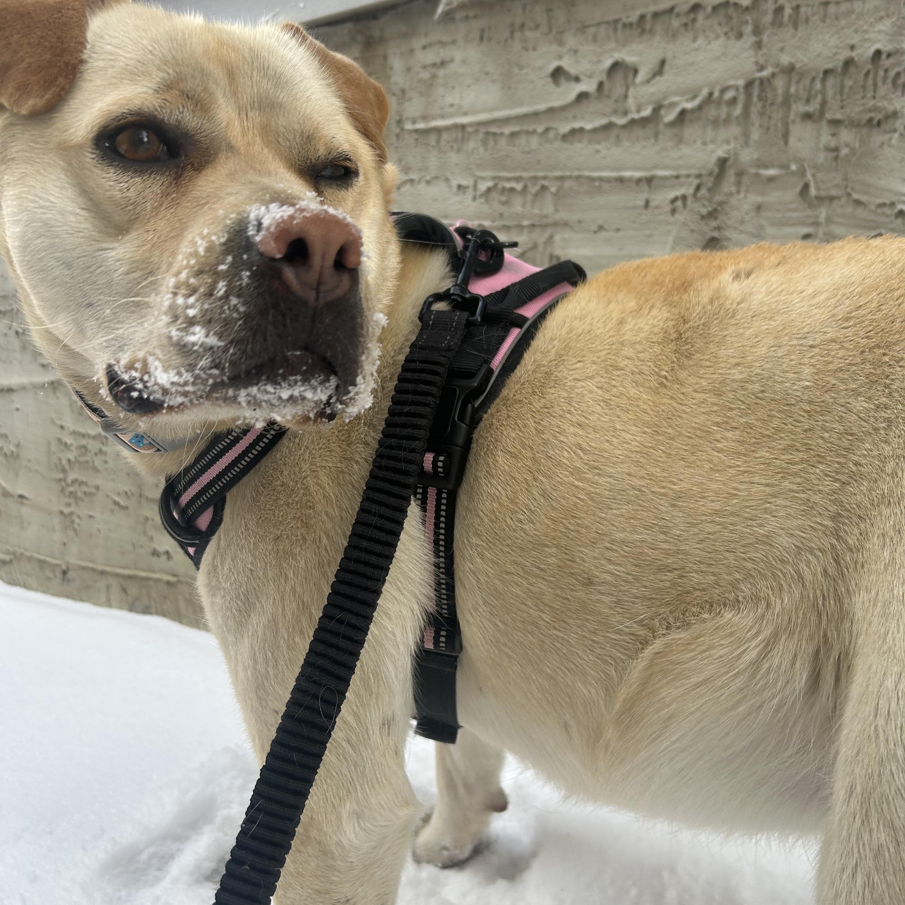 Zoey, a Adoptable mixed breed in Edmonton, AB image 6/6