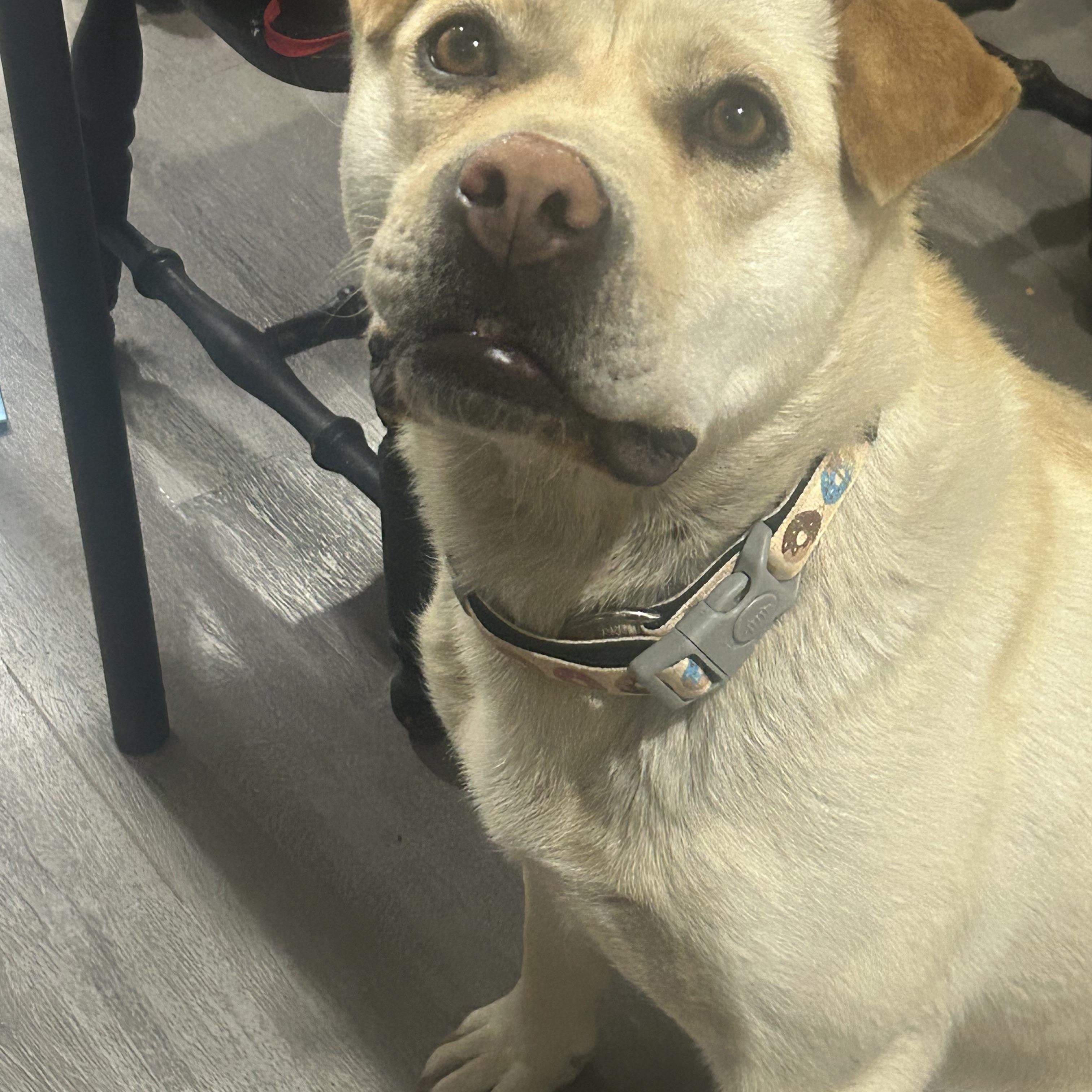 Zoey, a Adoptable mixed breed in Edmonton, AB image 4/6