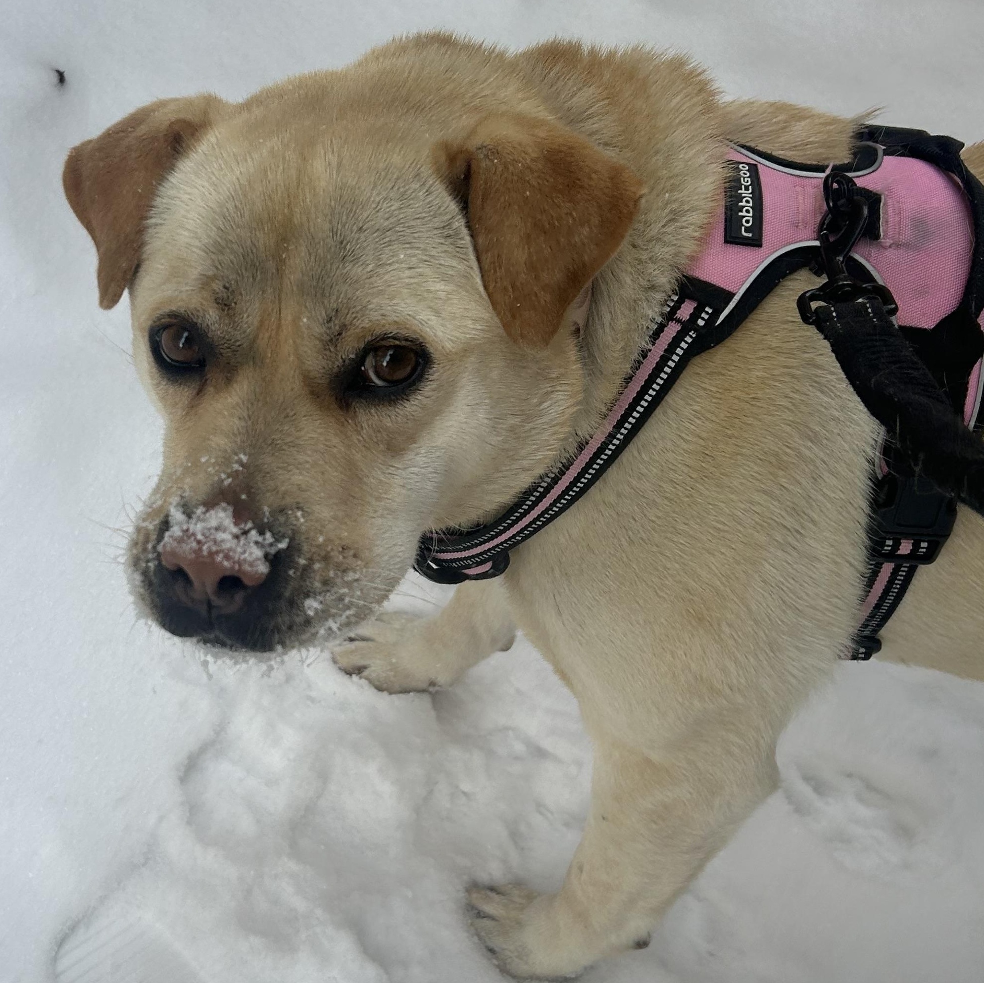 Zoey, a Adoptable mixed breed in Edmonton, AB image 3/6