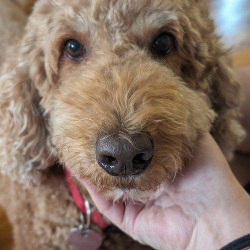 Cannelle, Adoptable, Adult Female Standard Poodle.