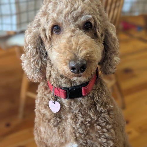Enlarge Cannelle, a Adoptable Standard Poodle in Courtice, ON image 2/5