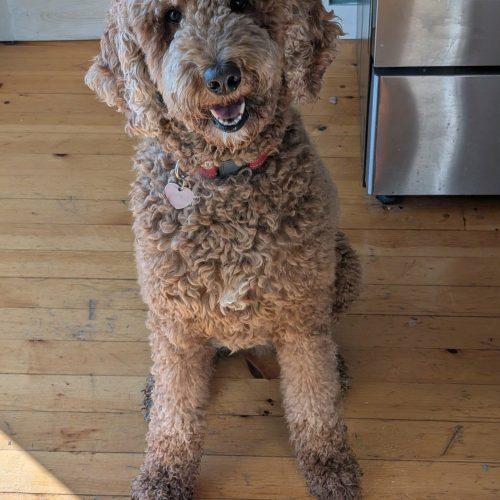 Enlarge Cannelle, a Adoptable Standard Poodle in Courtice, ON image 3/5