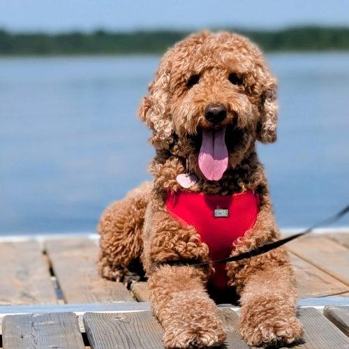 Enlarge Cannelle, a Adoptable Standard Poodle in Courtice, ON image 4/5