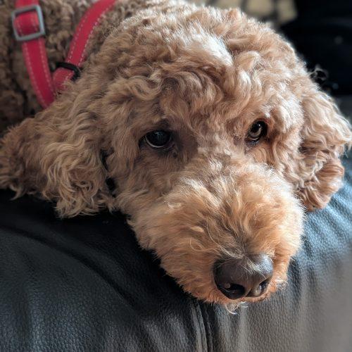 Enlarge Cannelle, a Adoptable Standard Poodle in Courtice, ON image 5/5