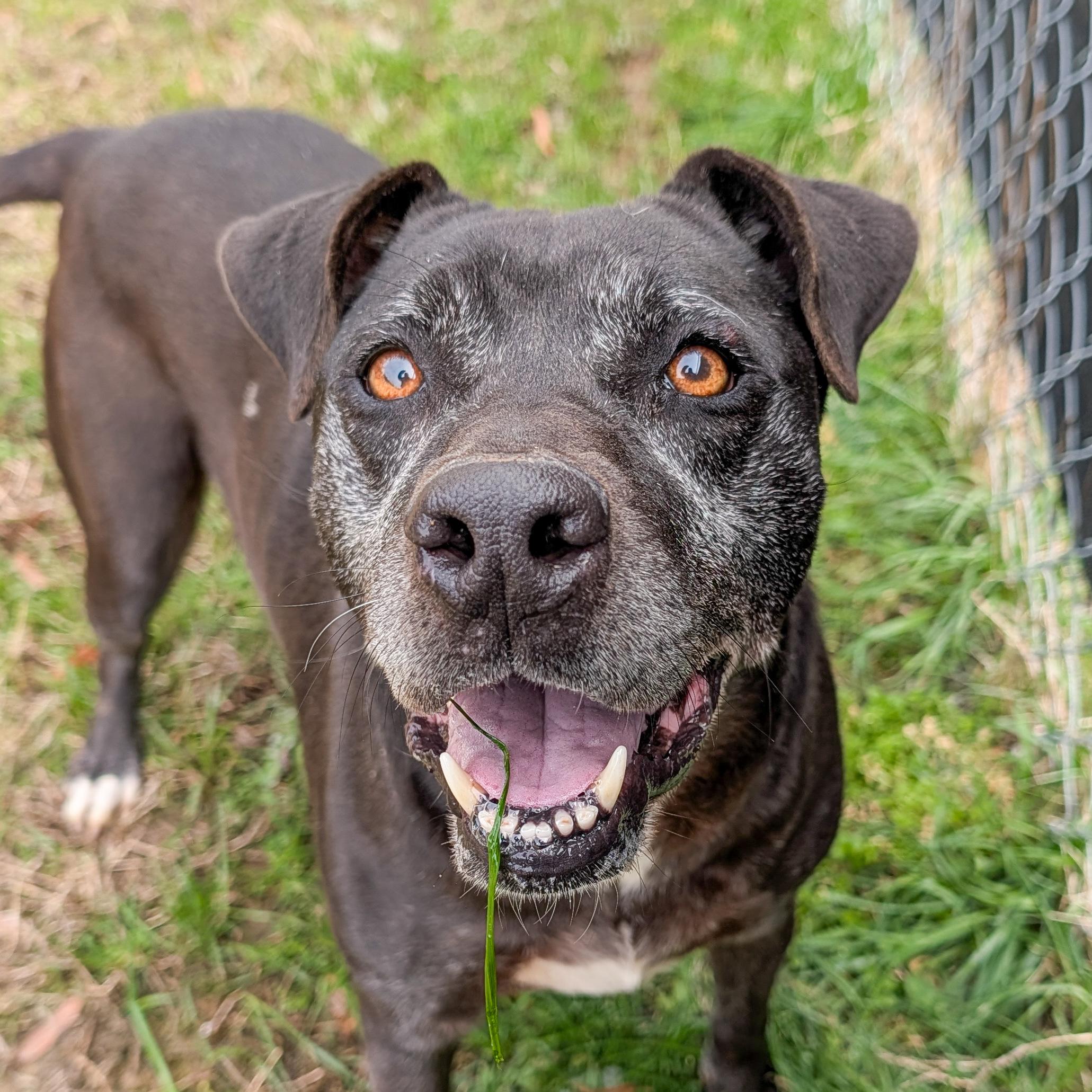 Carley , ADOPTABLE, Senior Female Labrador Retriever & Terrier.