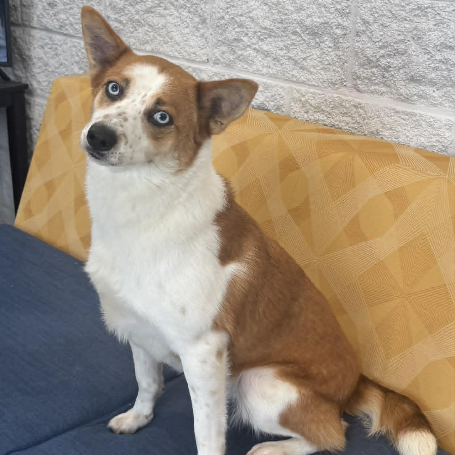 Fiona, a ADOPTABLE mixed breed in Danbury, CT image 3/6