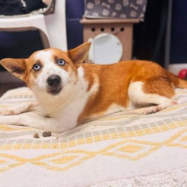 Fiona, a ADOPTABLE mixed breed in Danbury, CT image 2/6