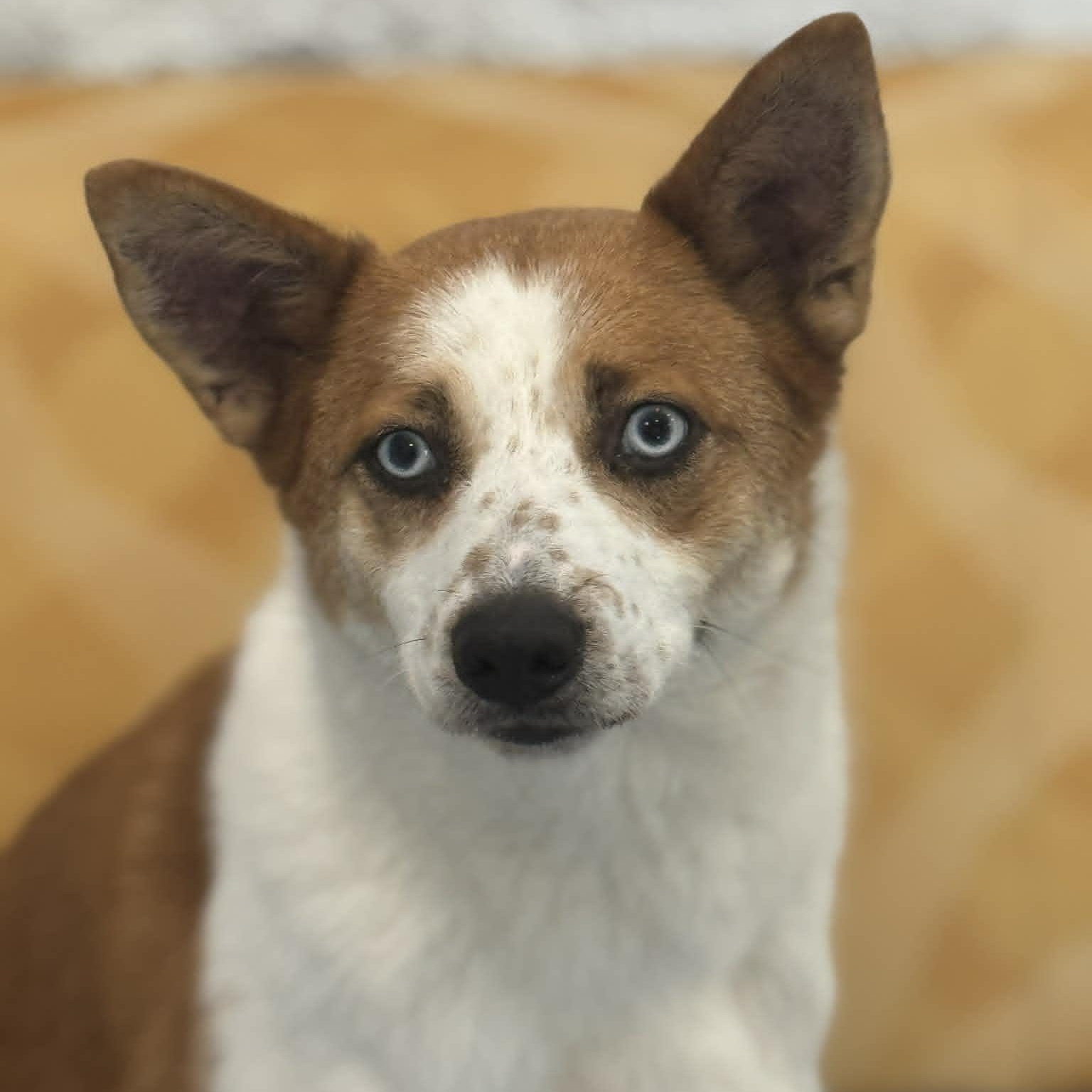 Fiona, a ADOPTABLE mixed breed in Danbury, CT image 1/6