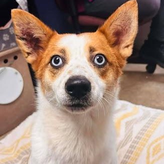 Fiona, a ADOPTABLE mixed breed in Danbury, CT image 4/6