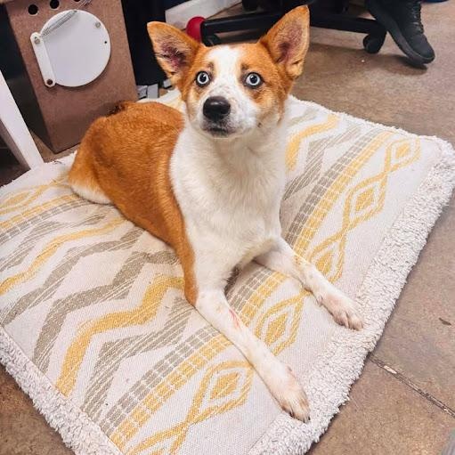 Fiona, a ADOPTABLE mixed breed in Danbury, CT image 6/6