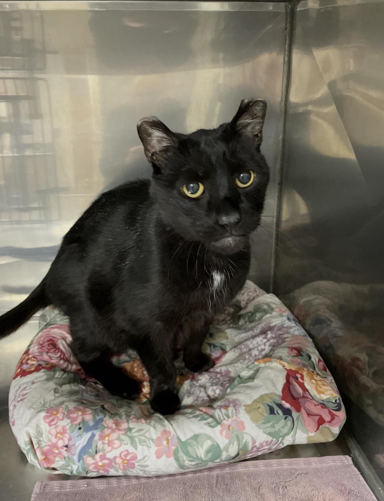 Enlarge Catfish, an adopted mixed breed in Montville, NJ image 1/1