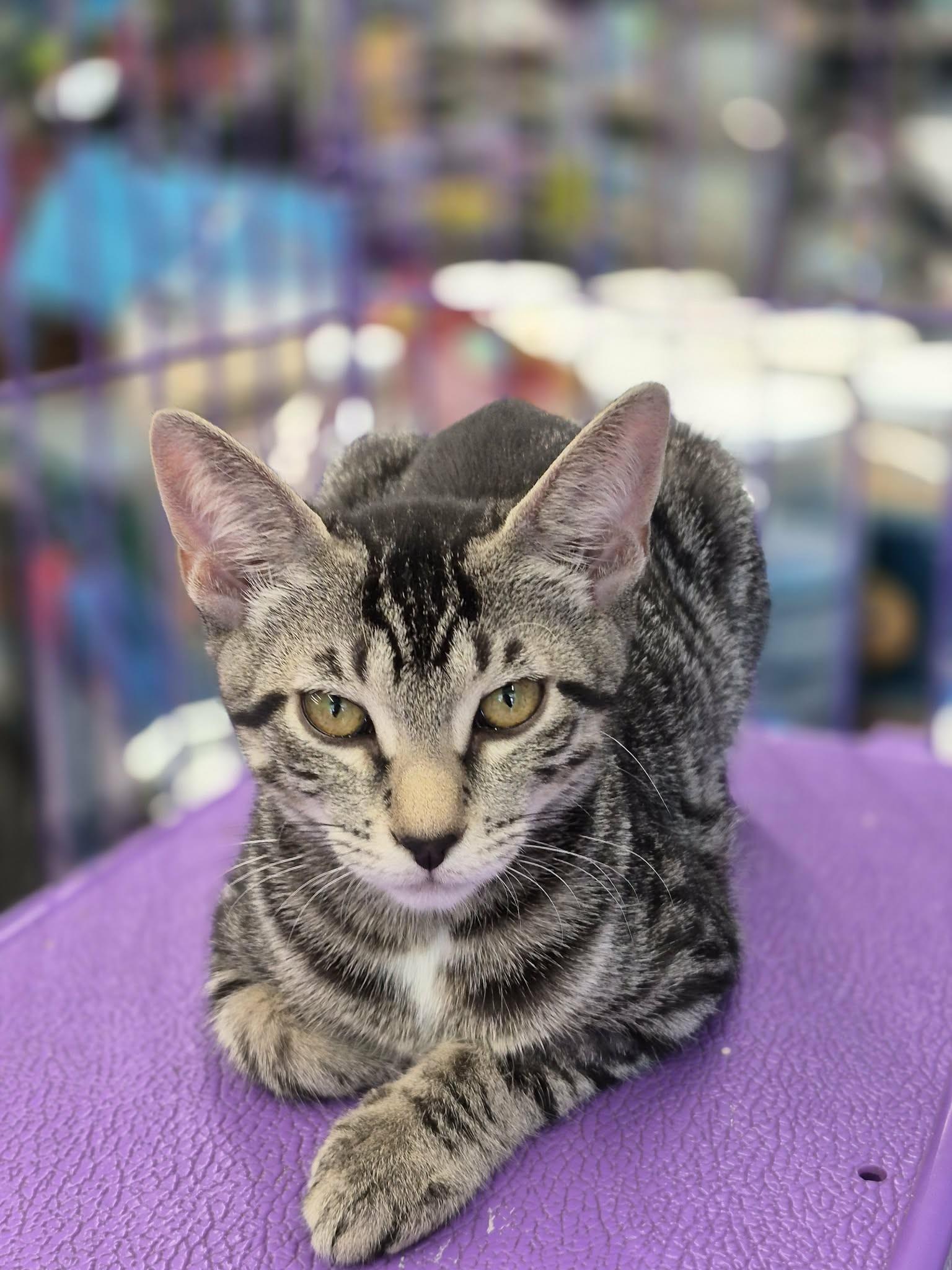Karina, an adopted Domestic Short Hair in West Palm Beach, FL image 1/3