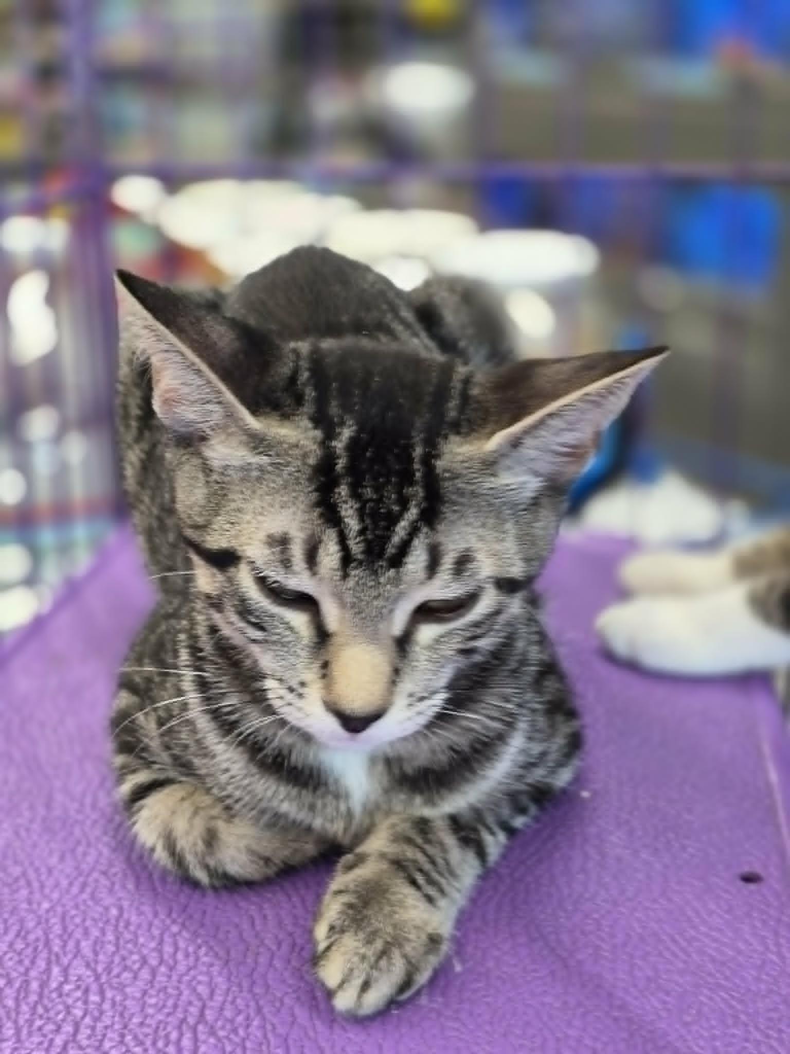Karina, an adopted Domestic Short Hair in West Palm Beach, FL image 2/3