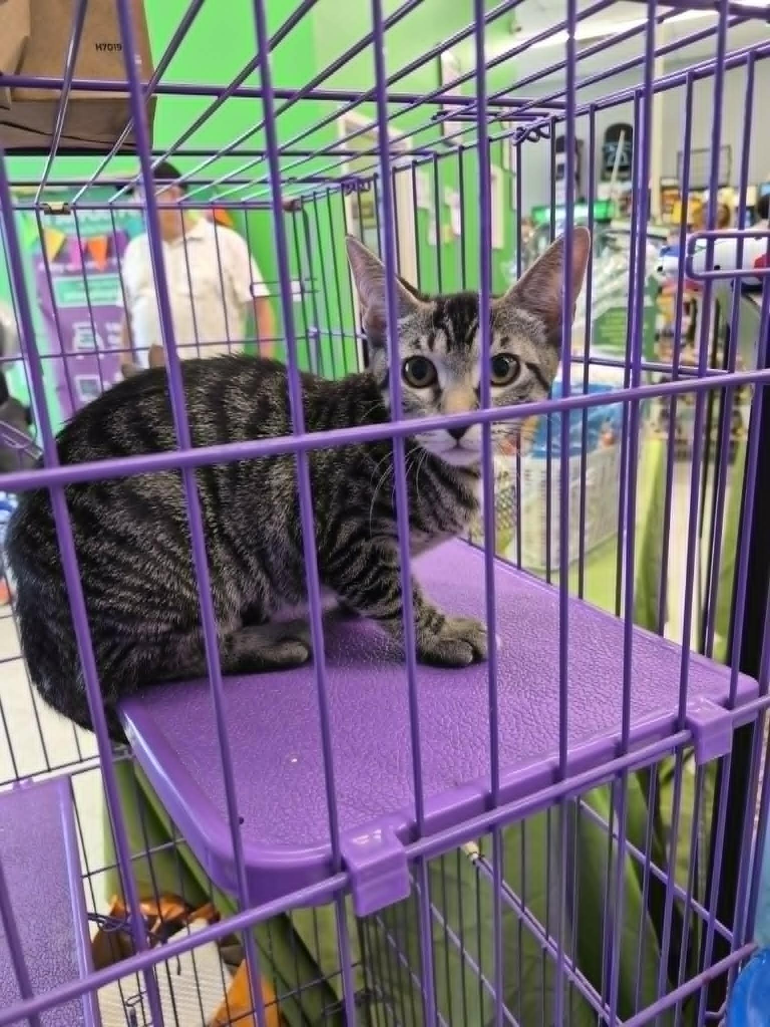 Karina, an adopted Domestic Short Hair in West Palm Beach, FL image 3/3