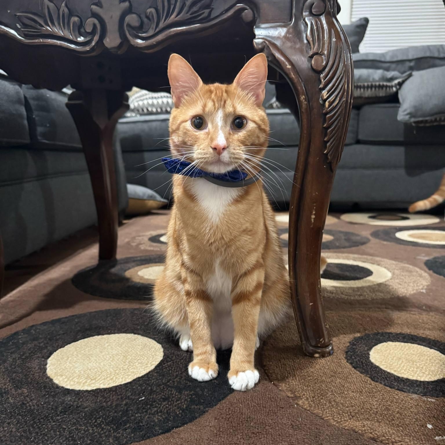 Canelo 3