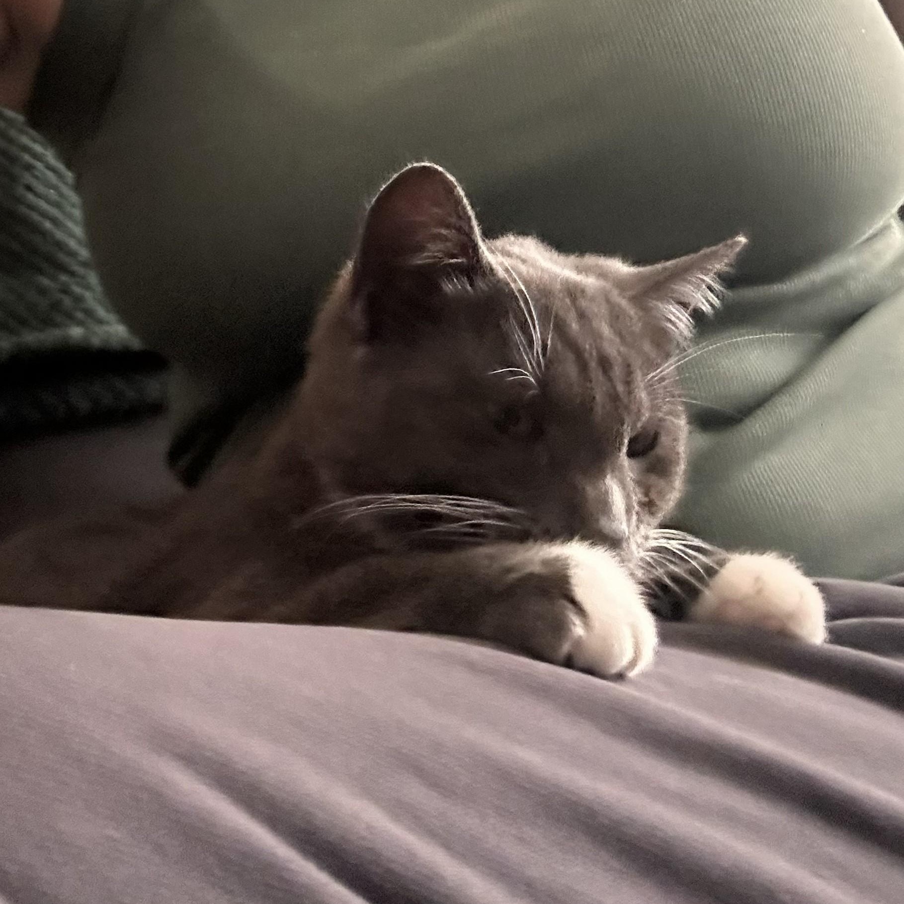 Enlarge Guthrie, a ADOPTABLE Domestic Short Hair in Chicago, IL image 2/3