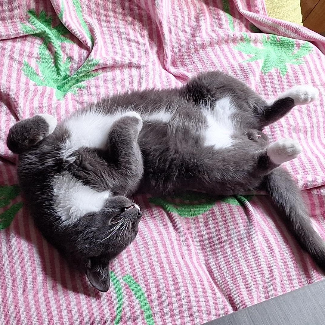 Enlarge Guthrie, a ADOPTABLE Domestic Short Hair in Chicago, IL image 3/3