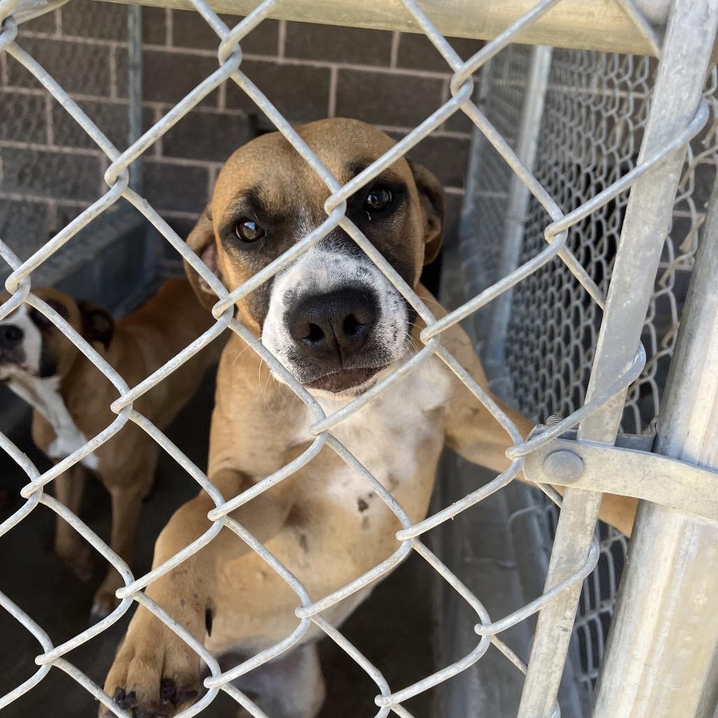 Felix, Adoptable, Adult Female Pit Bull Terrier.
