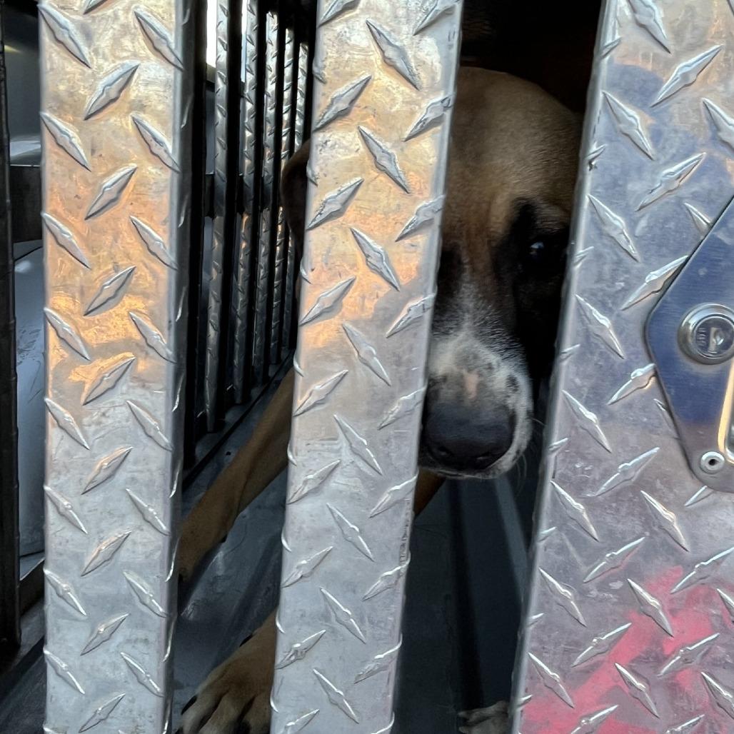 Enlarge Felix, a Adoptable Pit Bull Terrier in Richmond Hill, GA image 3/3